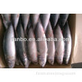 high quality sea frozen mackerel